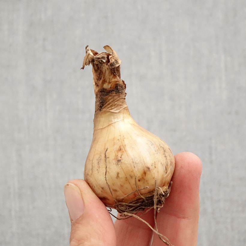 Exemplar von Narcissus Sorbet Zwiebel Kaliber/Größe 12+ wie im Herbst geliefert