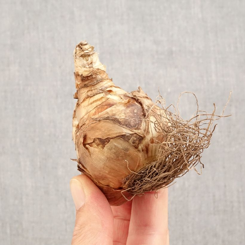 Exemplar von Narcissus Spellbinder Zwiebel Kaliber/Größe 14+ wie im Herbst geliefert