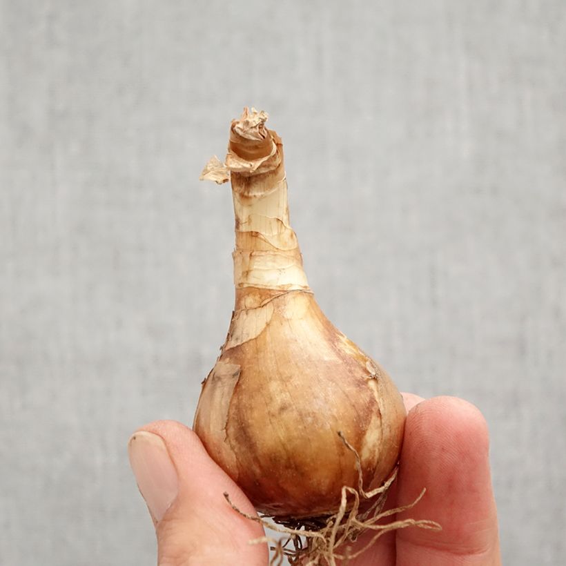 Exemplar von Narcissus Spring Sunshine Zwiebel Kaliber/Größe 12+ wie im Herbst geliefert