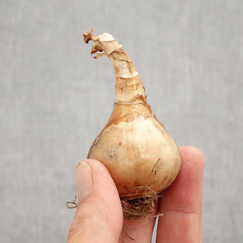 Exemplar von Narcissus Stint Zwiebel Kaliber/Größe 12+ wie im Herbst geliefert