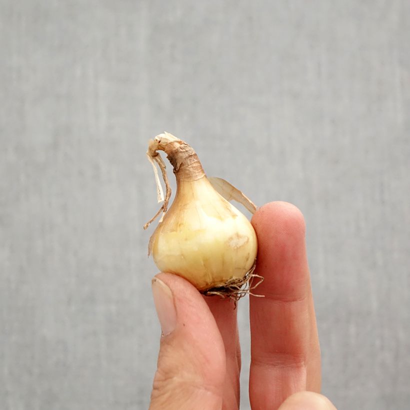 Exemplar von Narcissus Sun Disc Zwiebel Kaliber/Größe 10+ wie im Herbst geliefert