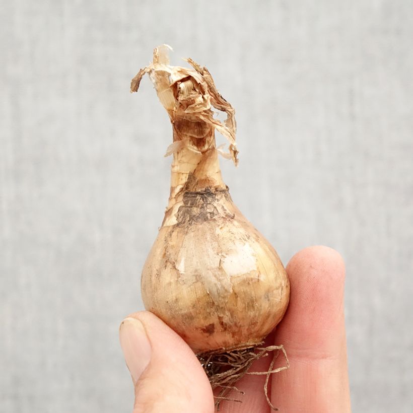 Exemplar von Narcissus Suzy Zwiebel Kaliber/Größe 12+ wie im Herbst geliefert