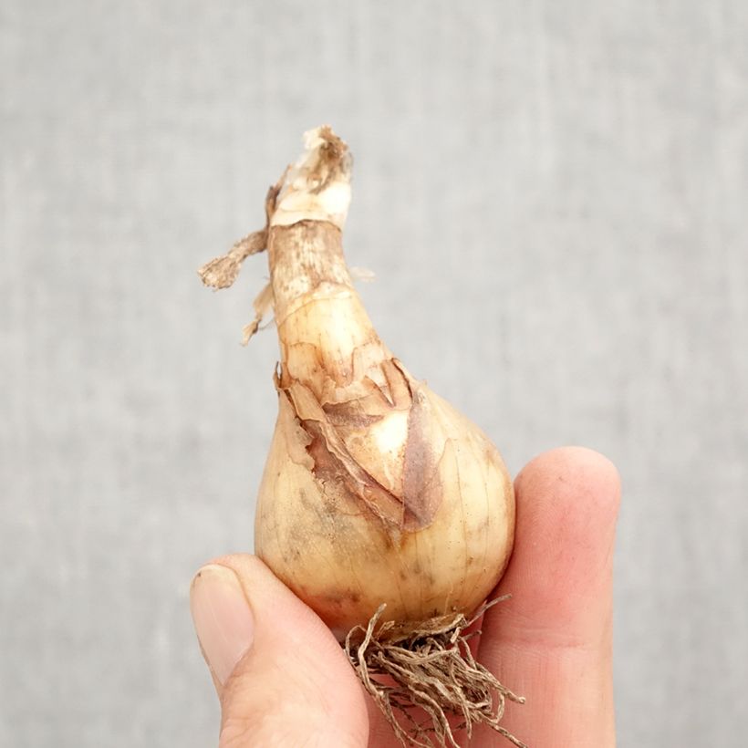 Exemplar von Narcissus Sweet Desire Zwiebel Kaliber/Größe 12+ wie im Herbst geliefert