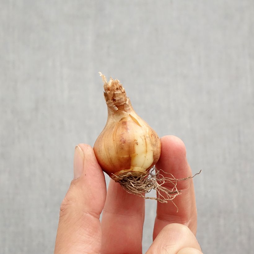 Exemplar von Narcissus tazetta Canaliculatus Zwiebel Kaliber/Größe 10+ wie im Herbst geliefert