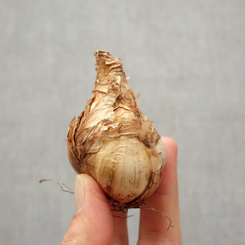 Exemplar von Narcissus tazetta Erlicheer Zwiebel Kaliber/Größe 14+ wie im Herbst geliefert