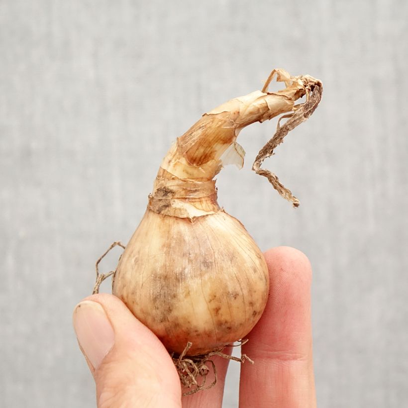 Exemplar von Narcissus tazetta Geranium Zwiebel Kaliber/Größe 12+ wie im Herbst geliefert