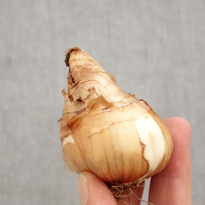 Exemplar von Narcissus cyclamineus Tête à Tête Zwiebel Kaliber/Größe 14/16 wie im Herbst geliefert