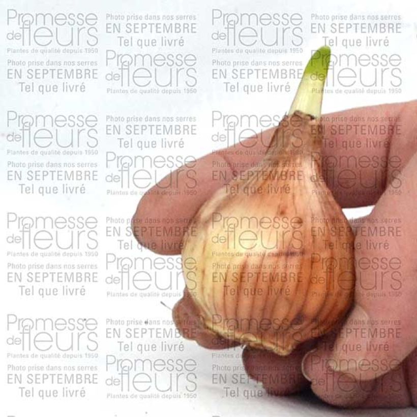 Beispiel eines Exemplars von Narcissus Thalia Zwiebel Kaliber/Größe 12+ wie geliefert