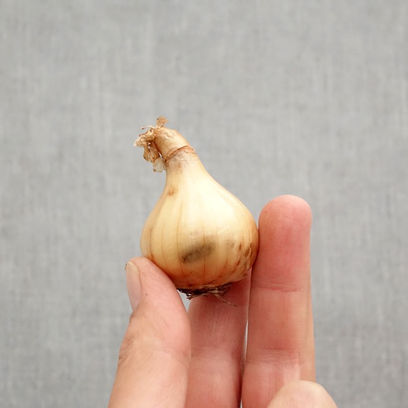 Exemplar von Narcissus Hawera Zwiebel Kaliber/Größe 10+ wie im Herbst geliefert