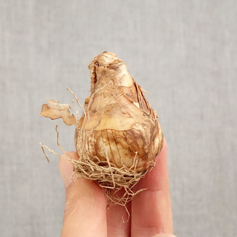 Exemplar von Narcissus Thalia Zwiebel Kaliber/Größe 12+ wie im Herbst geliefert