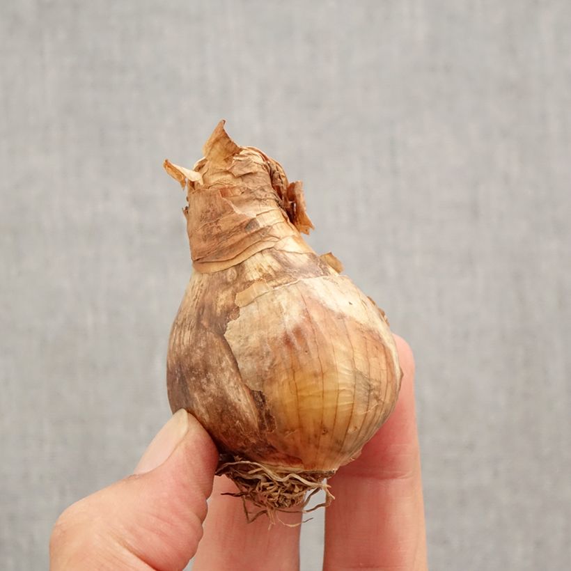 Exemplar von Narcissus Wave Zwiebel Kaliber/Größe 12+ wie im Herbst geliefert