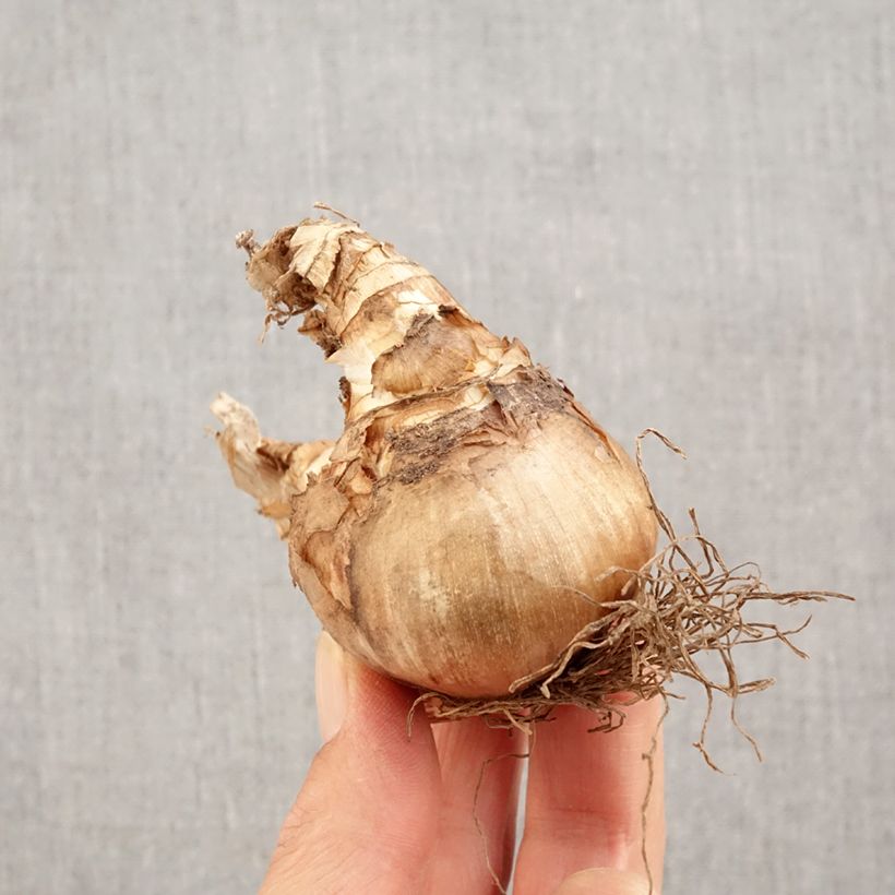 Exemplar von Narcissus Westward Zwiebel Kaliber/Größe 14+ wie im Herbst geliefert