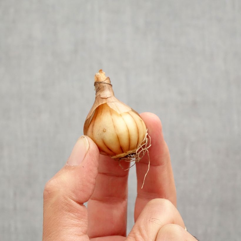 Exemplar von Narcissus WP Milner Zwiebel Kaliber/Größe 10+ wie im Herbst geliefert