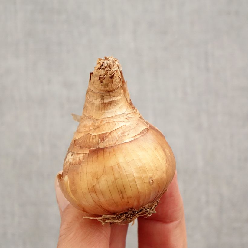 Exemplar von Narcissus Yellow Cheerfulness Zwiebel Kaliber/Größe 12+ wie im Herbst geliefert