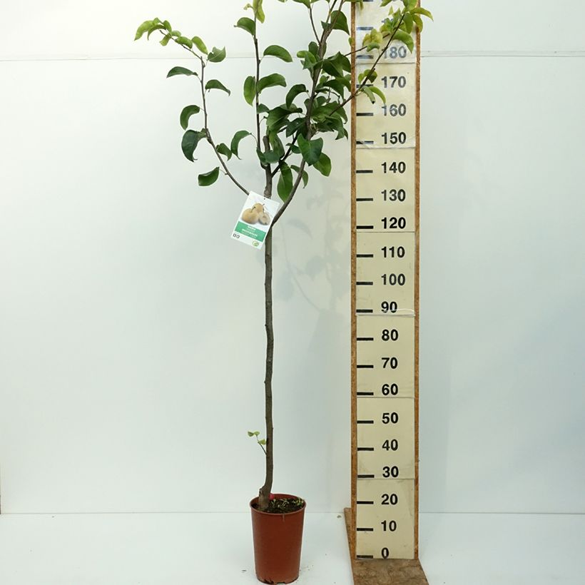 Exemplar von Nashi-Birne Shinseiki - Pyrus pyrifolia Topf mit 7,5L/10L, Halbstamm wie im Sommer geliefert