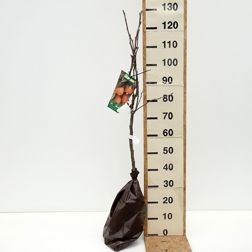 Exemplar von Nashi-Birne Shinsui - Pyrus pyrifolia Plug "Fertig-zum-Pflanzen", Gobelet-Form wie im Herbst geliefert