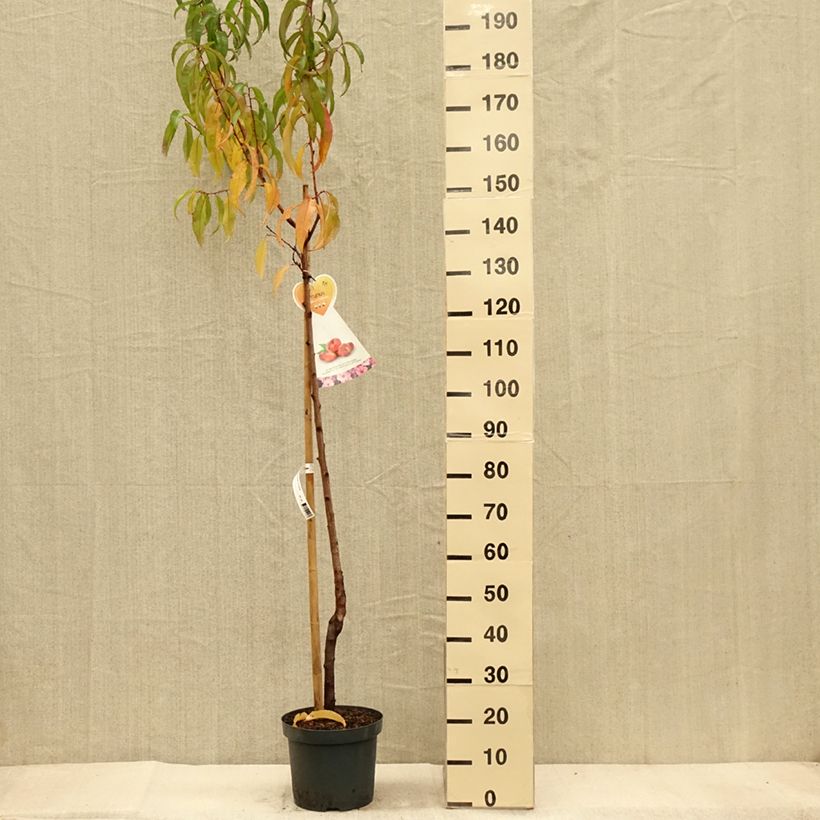 Exemplar von Nektarine Flateryna - Prunus persica-nucipersica Topf mit 7,5L/10L, Halbstamm wie im Herbst geliefert