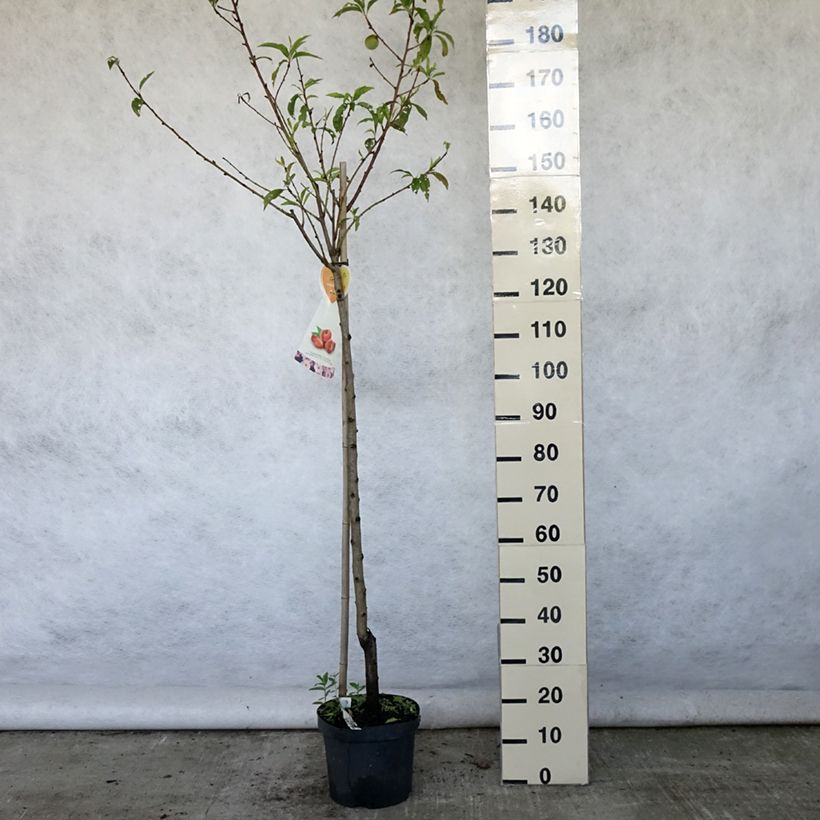 Exemplar von Nektarine Flateryna - Prunus persica-nucipersica Topf mit 7,5L/10L, Halbstamm wie im Sommer geliefert