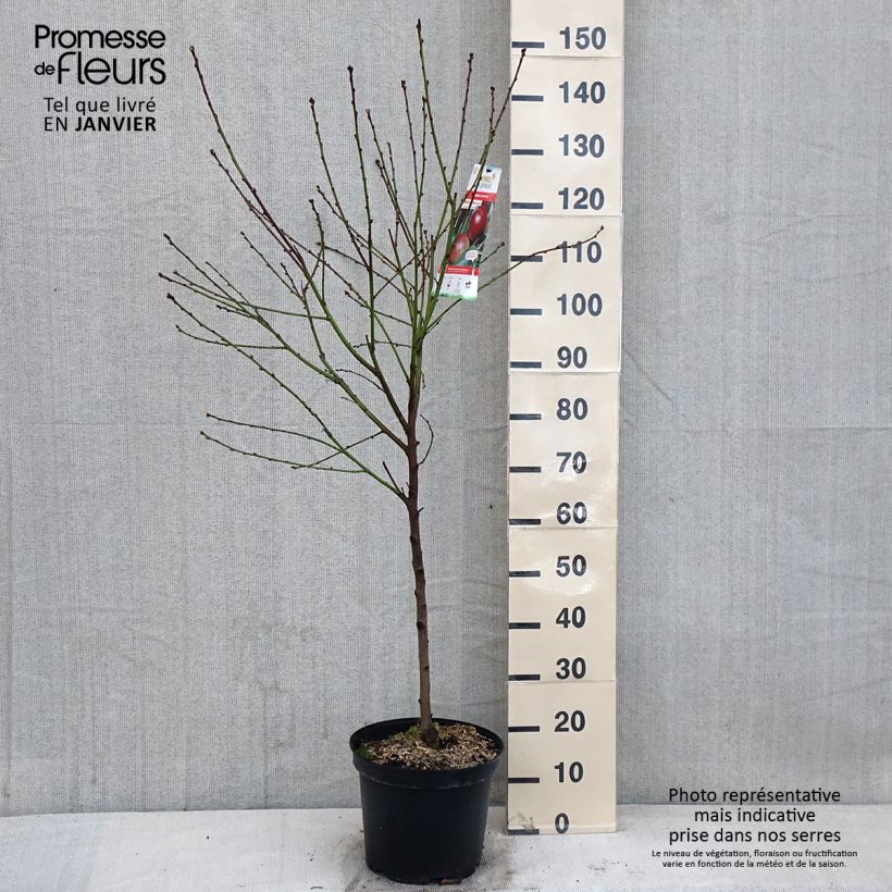 Exemplar von Nektarine Fantasia - Prunus persica var. nucipersica Topf mit 7,5L/10L, Gobelet-Form wie im Winter geliefert