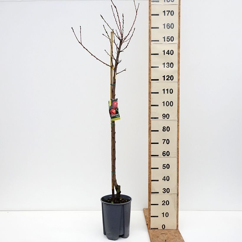 Exemplar von Nektarine Fantasia - Prunus persica var. nucipersica Topf mit 7,5L/10L, Halbstamm wie im Herbst geliefert