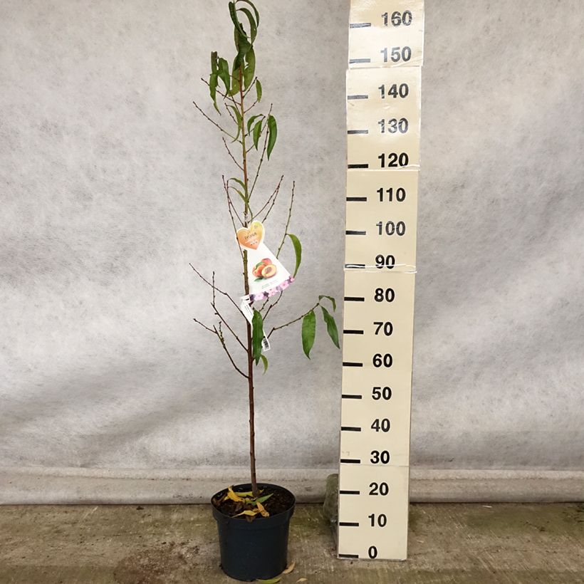Exemplar von Nektarine Flavor Top - Prunus persica-nucipersica Topf mit 7,5L/10L, Gobelet-Form wie im Herbst geliefert
