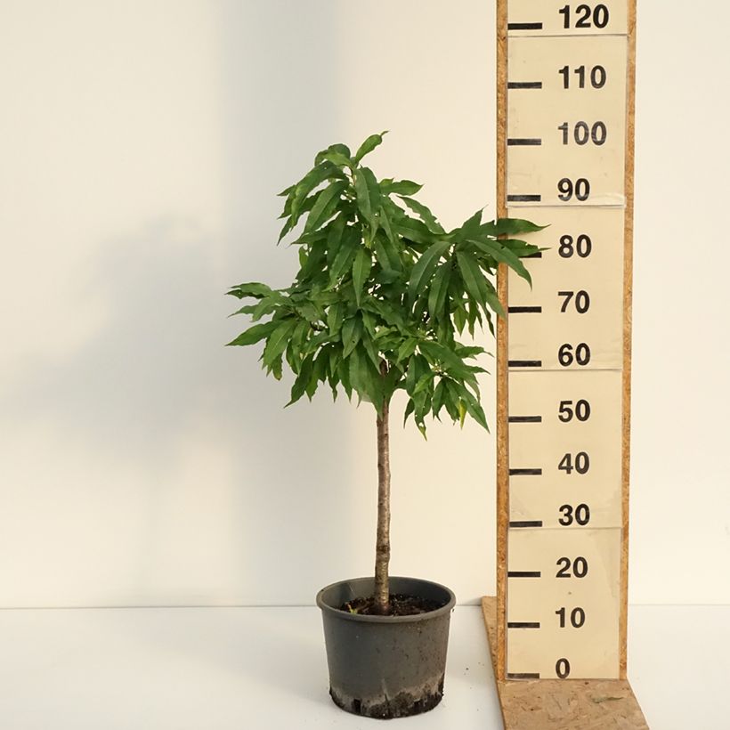 Exemplar von Nektarine Nectarella 'Zaidulab' - Prunus persica Topf mit 7,5L/10L, 1/4 Stängel wie im Sommer geliefert