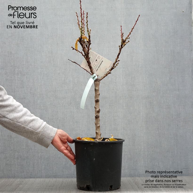 Exemplar von Zwerg-Nektarine Rubis Necta Zee - Prunus persica Topf mit 7,5L/10L, Zwergform wie im Herbst geliefert