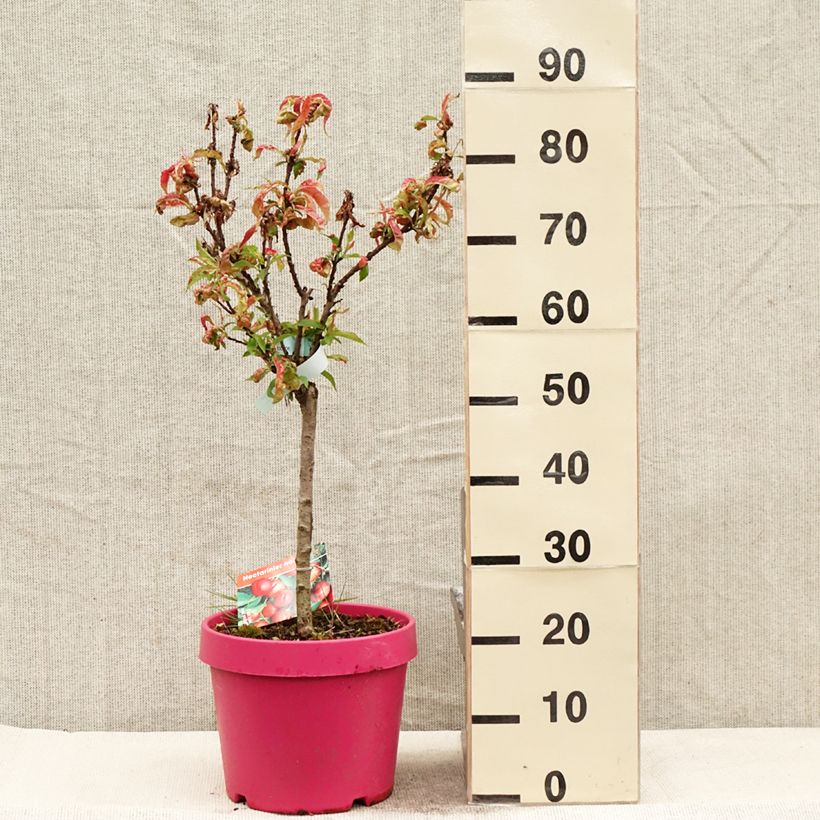 Exemplar von Zwerg-Nektarine Rubis Necta Zee - Prunus persica Topf mit 7,5L/10L, 1/4 Stängel wie im Frühjahr geliefert