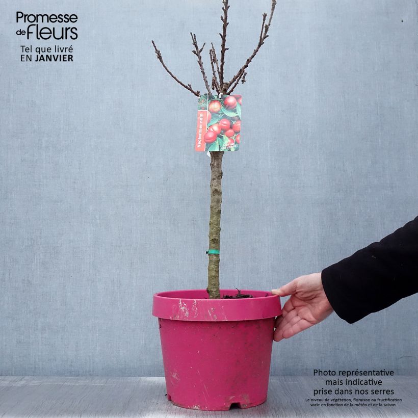 Exemplar von Zwerg-Nektarine Snow Baby Zaisno - Prunus persica Topf mit 7,5L/10L, Zwergform wie im Winter geliefert