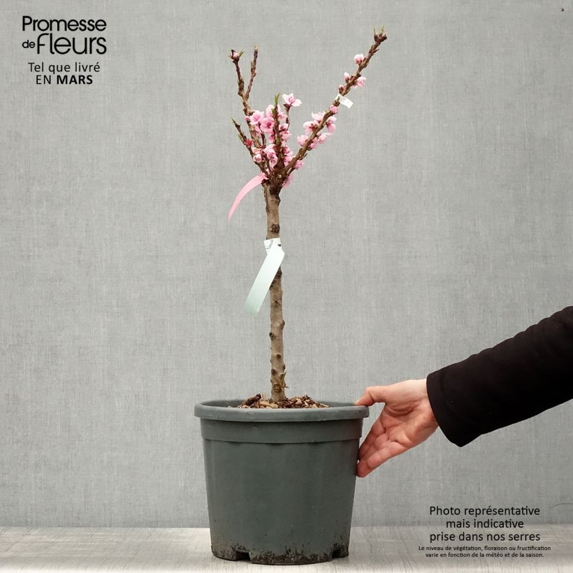 Exemplar von Zwerg-Nektarine Snow Baby Zaisno - Prunus persica Topf mit 7,5L/10L, 1/4 Stängel wie im Frühjahr geliefert
