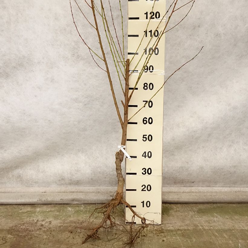 Exemplar von Nektarine Nectared 6 - Prunus persica nucipersica Wurzelnackt, Gobelet-Form wie im Herbst geliefert