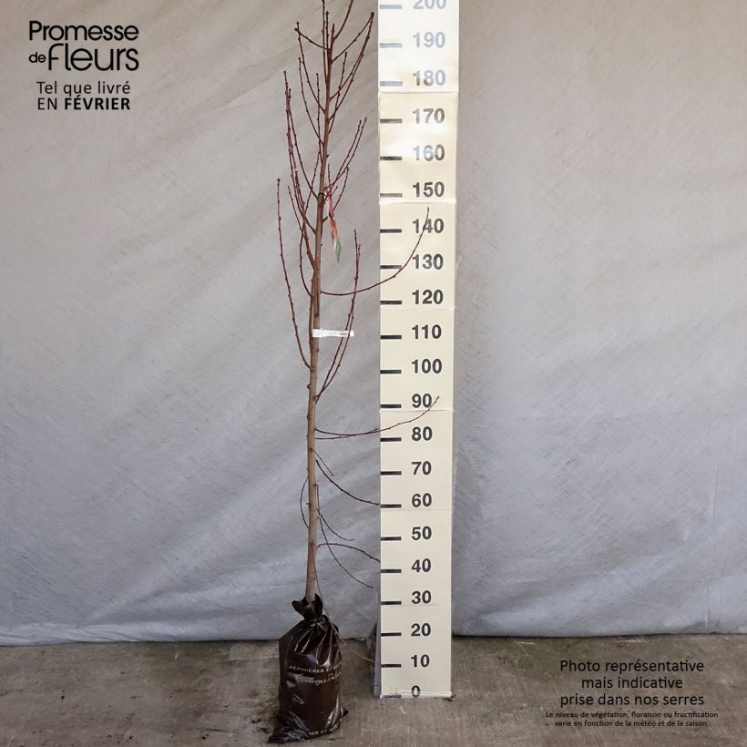Exemplar von Nektarine Nectared 6 - Prunus persica nucipersica Plug "Fertig-zum-Pflanzen", Heister wie im Winter geliefert