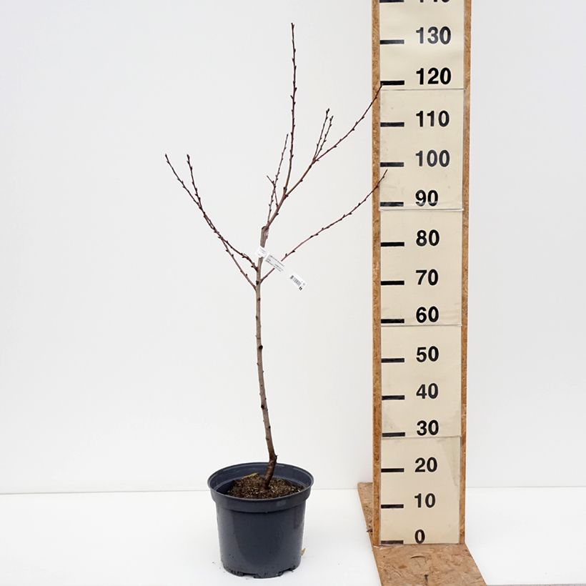 Exemplar von Nektarine Nectarose - Prunus persica nucipersica Topf mit 7,5L/10L, Gobelet-Form wie im Herbst geliefert