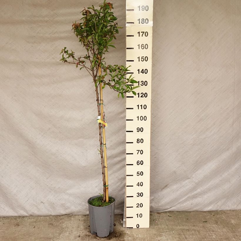 Exemplar von Nektarine Plat - Prunus persica nucipersica Topf mit 7,5L/10L, Halbstamm wie im Frühjahr geliefert