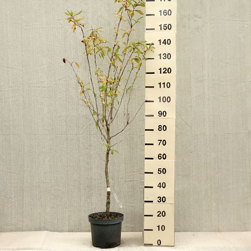 Exemplar von Echte Mispel - Mespilus germanica Topf mit 4L/5L wie im Herbst geliefert