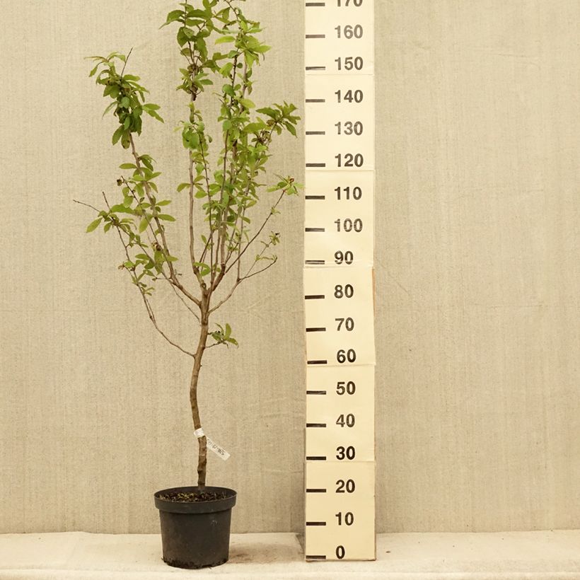 Exemplar von Echte Mispel - Mespilus germanica Topf mit 4L/5L wie im Sommer geliefert