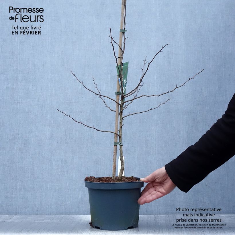 Exemplar von Echte Mispel Westerveld - Mespilus germanica Topf mit 4L/5L wie im Winter geliefert