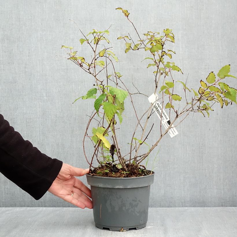 Exemplar von Neillia thibetica - Traubenspiere Topf mit 3L/4L wie im Herbst geliefert