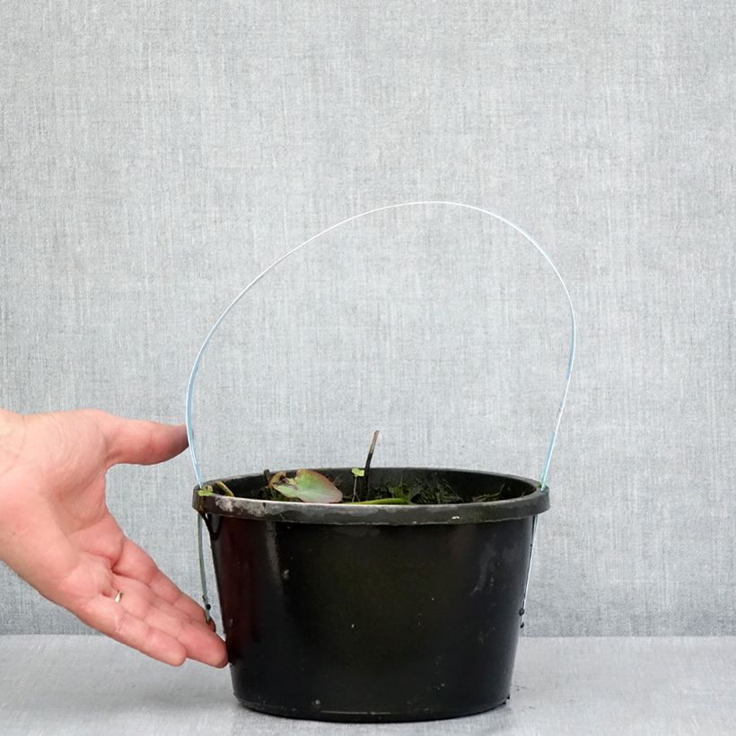 Exemplar von Nelumbo nucifera Rote - Indische Lotosblume Topf mit 3L/4L wie im Frühjahr geliefert