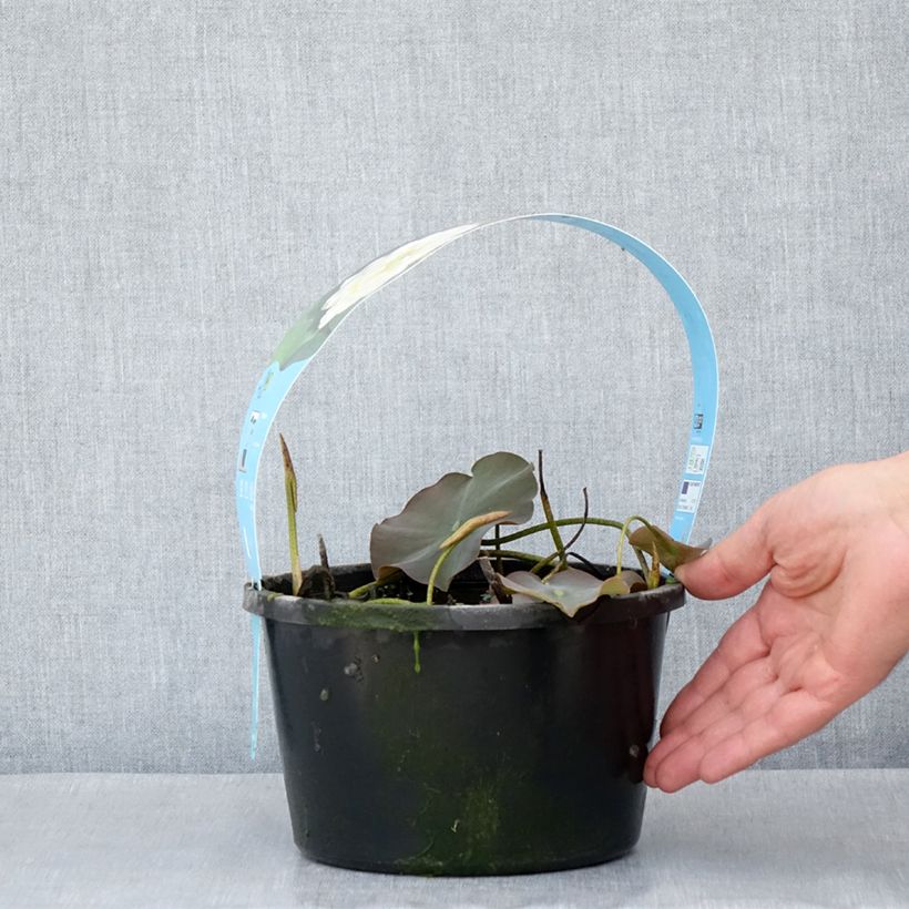Exemplar von Nelumbo nucifera White - Indische Lotosblume Topf mit 3L/4L wie im Frühjahr geliefert