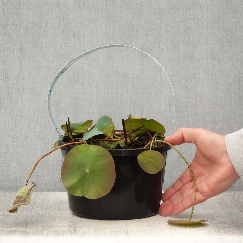 Exemplar von Nelumbo nucifera White - Indische Lotosblume Topf mit 3L/4L wie im Sommer geliefert