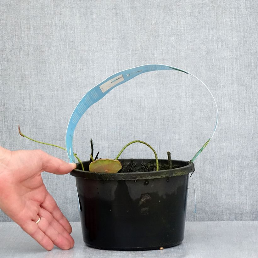 Exemplar von Nelumbo Pygmaea Cream - Indische Lotosblume Topf mit 3L/4L wie im Frühjahr geliefert