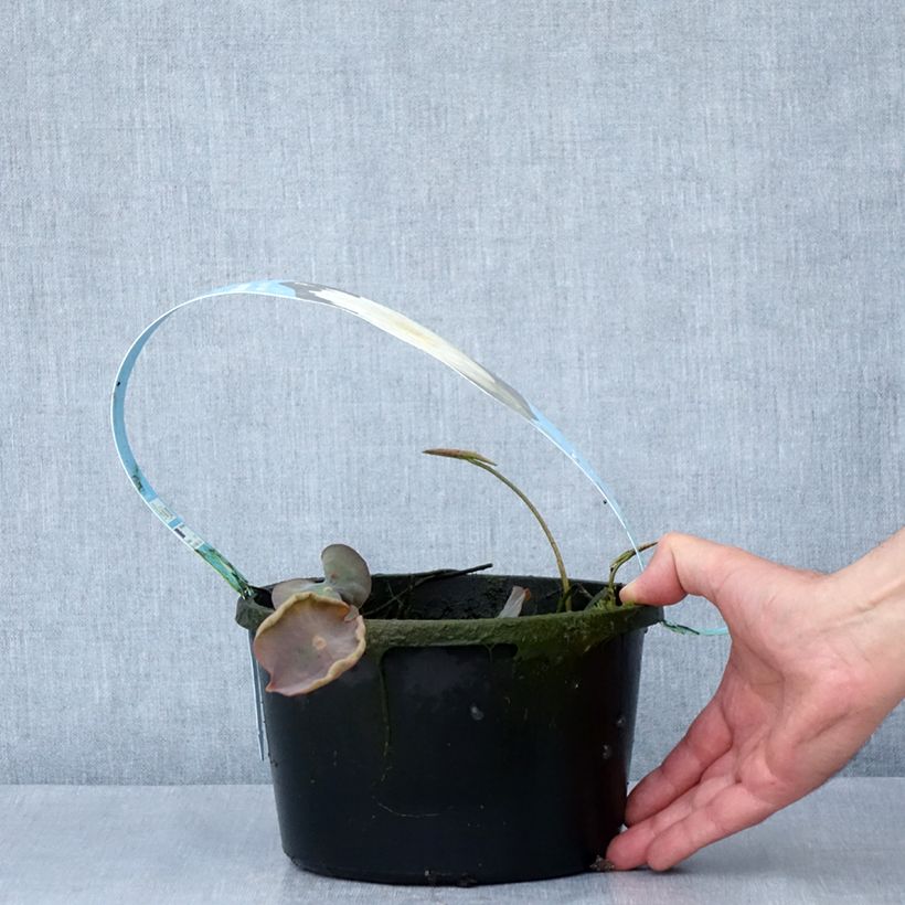 Exemplar von Nelumbo Pygmaea White - Indische Lotosblume Topf mit 3L/4L wie im Frühjahr geliefert