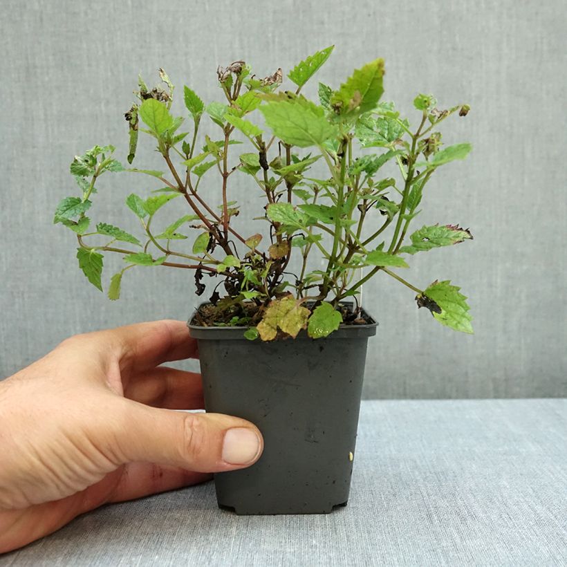Exemplar von Katzenminze Blue Dragon - Nepeta Kleine Töpfe von 8/9 cm wie im Herbst geliefert