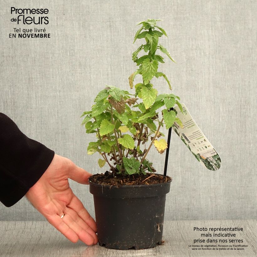 Exemplar von Echte Katzenminze Citriodora - Nepeta cataria Topf mit 1,5L/2L wie im Herbst geliefert