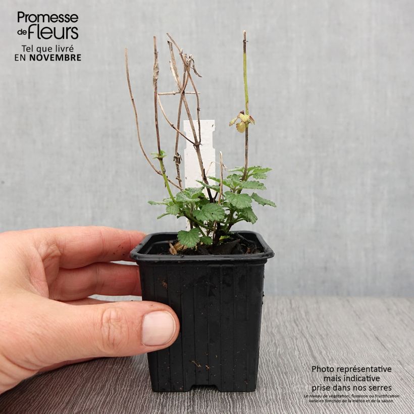Exemplar von Katzenminze Cat's Meow - Nepeta faassenii Kleine Töpfe von 8/9 cm wie im Herbst geliefert
