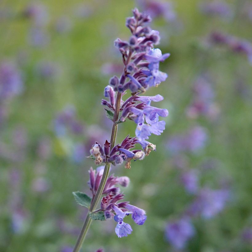 Katzenminze Six Hill s Giant - Nepeta faassenii (Blüte)