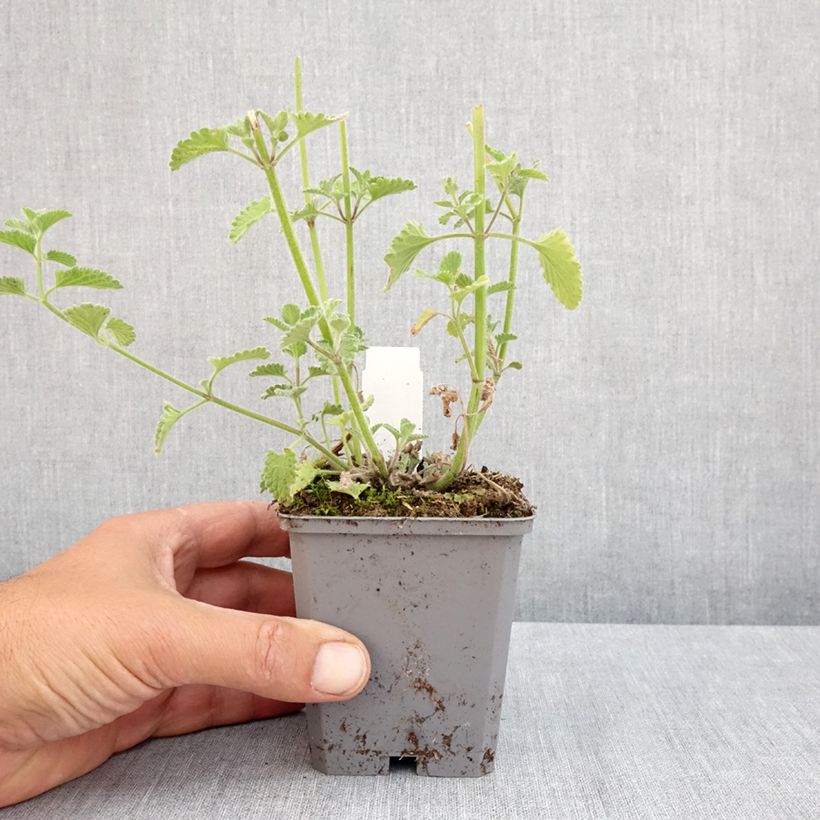 Exemplar von Katzenminze Six Hill s Giant - Nepeta faassenii Kleine Töpfe von 8/9 cm wie im Frühjahr geliefert