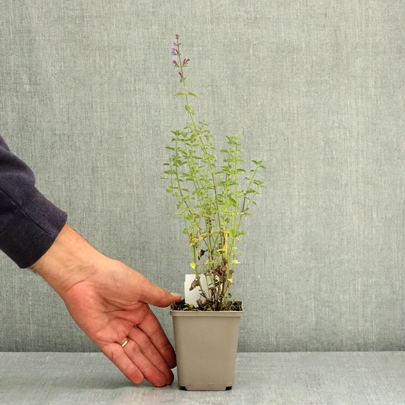 Exemplar von Katzenminze Six Hill s Giant - Nepeta faassenii Kleine Töpfe von 8/9 cm wie im Sommer geliefert