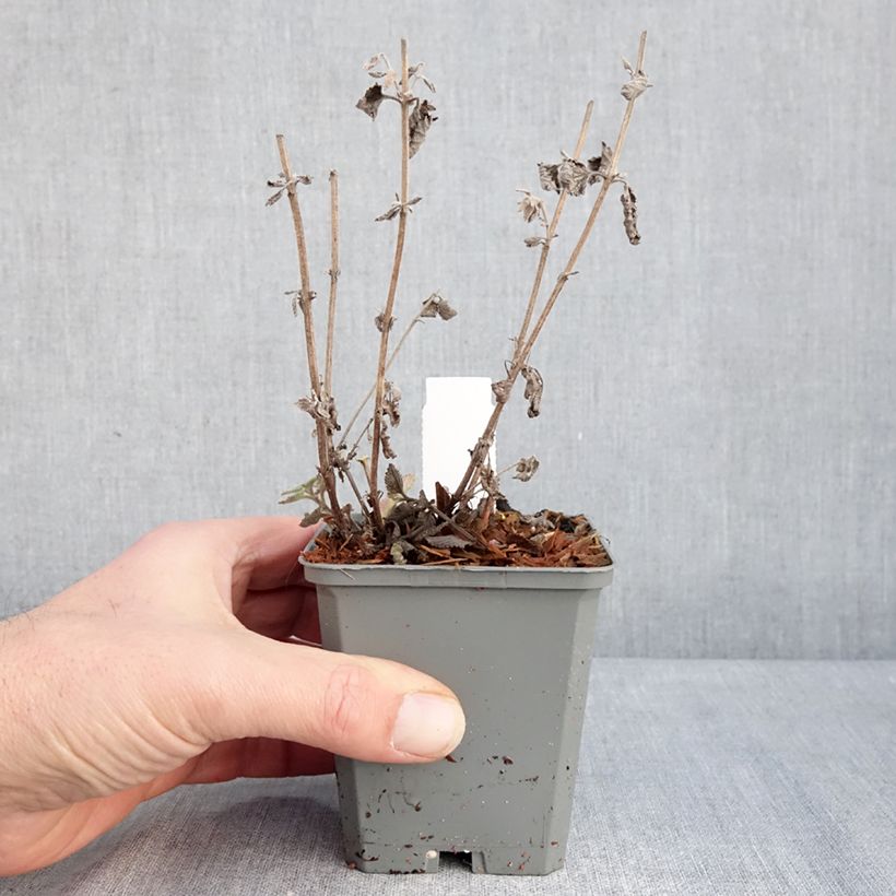 Exemplar von Katzenminze Six Hill s Giant - Nepeta faassenii Kleine Töpfe von 8/9 cm wie im Winter geliefert